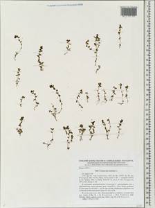 Lysimachia minima (L.) U. Manns & Anderb., Восточная Европа, Центральный район (E4) (Россия)