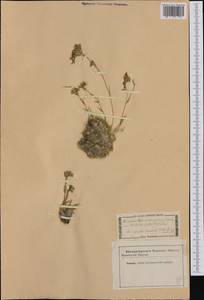 Mcneillia graminifolia subsp. graminifolia, Западная Европа (EUR) (Неизвестно)