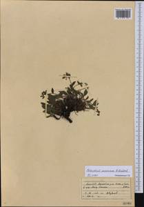 Eritrichium pamiricum B. Fedtsch., Средняя Азия и Казахстан, Северный и Центральный Тянь-Шань (M4) (Киргизия)