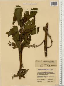 Cirsium pubigerum (Desf.) DC., Кавказ, Северная Осетия, Ингушетия и Чечня (K1c) (Россия)