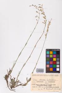 Смолевка зеленоцветковая (Willd.) Ehrh., Восточная Европа, Средневолжский район (E8) (Россия)