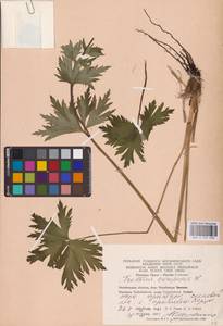 Купальница европейская L., Восточная Европа, Восточный район (E10) (Россия)