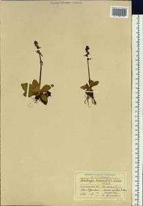 Micranthes hieraciifolia (Waldst. & Kit.) Haw., Сибирь, Прибайкалье и Забайкалье (S4) (Россия)