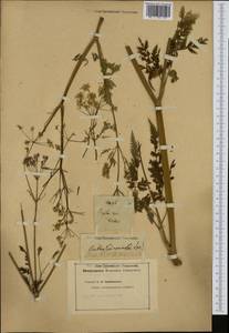 Anthriscus sylvestris subsp. sylvestris, Западная Европа (EUR)