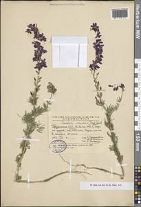 Живокость аяксова L., Кавказ, Грузия (K4) (Грузия)