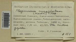 Plagiomnium cuspidatum (Hedw.) T.J. Kop., Гербарий мохообразных, Мхи - Северный Кавказ и Предкавказье (B12) (Россия)