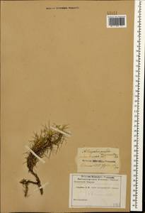Астрагал золотистый Willd., Кавказ (без точных местонахождений) (K0)