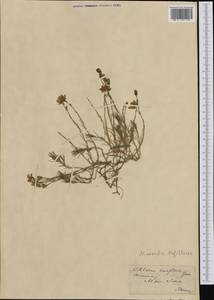 Cherleria capillacea (All.) A.J.Moore & Dillenb., Западная Европа (EUR) (Швейцария)