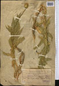 Jurinea tortisquamea Iljin, Средняя Азия и Казахстан, Западный Тянь-Шань и Каратау (M3) (Узбекистан)