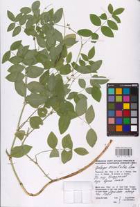 Козлятник восточный Lam., Восточная Европа, Восточный район (E10) (Россия)