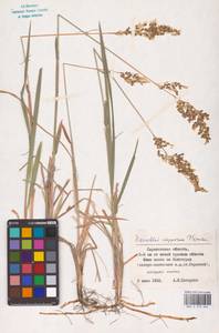 Anthoxanthum repens (Host) Veldkamp, Восточная Европа, Нижневолжский район (E9) (Россия)