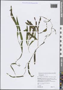 Рдест альпийский Balb., Сибирь, Прибайкалье и Забайкалье (S4) (Россия)