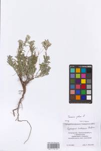 MHA 0 164 835, Дубровник белый, Дубровник беловойлочный L., Восточная Европа, Северо-Украинский район (E11) (Украина)