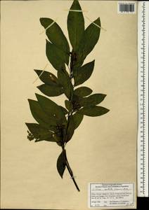 Litsea cubeba (Lour.) Pers., Зарубежная Азия (ASIA) (КНР)