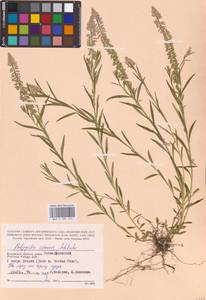 Истод хохлатый Schkuhr, Восточная Европа, Центральный район (E4) (Россия)