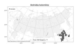 Actinidia kolomikta, Актинидия коломикта (Maxim. & Rupr.) Maxim., Атлас флоры России (FLORUS) (Россия)