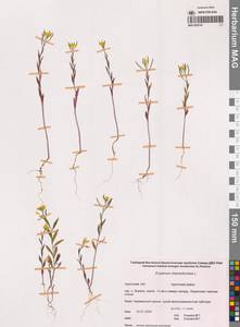 Желтушник левкойный L., Сибирь, Чукотка и Камчатка (S7) (Россия)