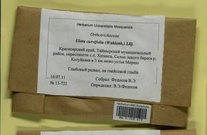 Ulota curvifolia (Wahlenb.) Sw., Гербарий мохообразных, Мхи - Красноярский край, Тыва и Хакасия (B17) (Россия)