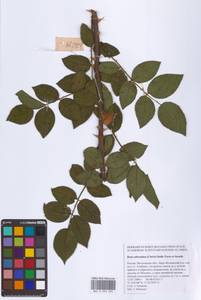 Шиповник почти-собачий (Christ) Dalla Torre & Sarnth., Восточная Европа, Московская область и Москва (E4a) (Россия)