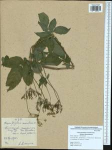 Бутень ароматный L., Восточная Европа, Центральный район (E4) (Россия)