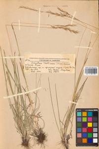 Helictochloa hookeri (Scribn.) Romero Zarco, Сибирь, Дальний Восток (S6) (Россия)