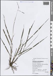 Paspalum scrobiculatum L., Зарубежная Азия (ASIA) (Вьетнам)