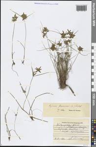 Cyperus flavescens L., Кавказ, Грузия (K4) (Грузия)