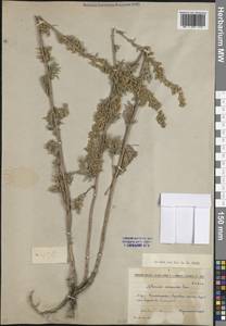 Полынь армянская Lam., Восточная Европа, Восточный район (E10) (Россия)