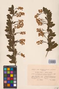 Барбарис обыкновенный L., Восточная Европа, Северо-Украинский район (E11) (Украина)