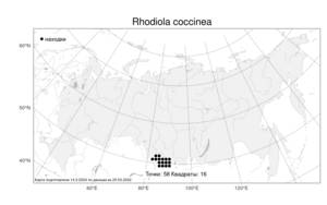 Rhodiola coccinea, Родиола ярко-красная (Royle) Boriss., Атлас флоры России (FLORUS) (Россия)