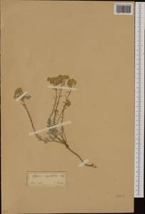 Alyssum serpyllifolium Desf., Западная Европа (EUR) (Румыния)