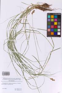 Осока заячья L., Восточная Европа, Московская область и Москва (E4a) (Россия)