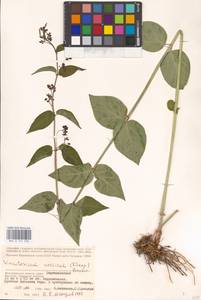 Ластовень Шмальгаузена (Kusn.) Litv., Восточная Европа, Нижневолжский район (E9) (Россия)