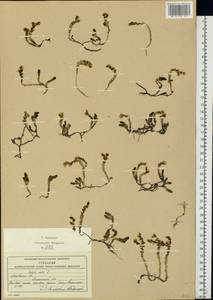 Очиток едкий L., Восточная Европа, Московская область и Москва (E4a) (Россия)