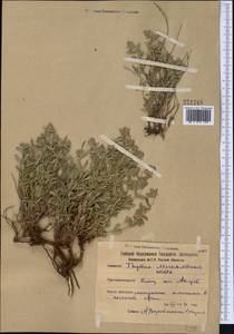 Thymus pannonicus All., Средняя Азия и Казахстан, Северный и Центральный Казахстан (M10) (Казахстан)