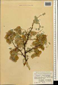 Colutea armena Boiss. & A.Huet, Кавказ, Азербайджан (K6) (Азербайджан)
