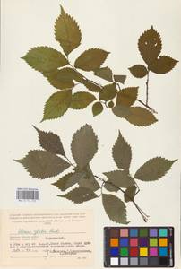 Вяз голый, Вяз шершавый Huds., Восточная Европа, Западный район (E3) (Россия)