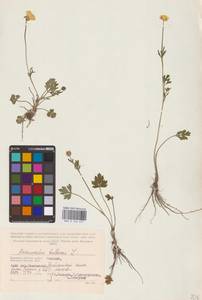 Лютик луковичный L., Восточная Европа, Западный район (E3) (Россия)