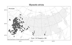 Myosotis stricta, Незабудка прямостоячая Link ex Roem. & Schult., Атлас флоры России (FLORUS) (Россия)