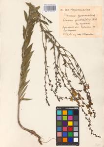 MHA 0 159 215, Льнянка дроколистная (L.) Mill., Восточная Европа, Северо-Украинский район (E11) (Украина)