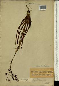 Acrolophia capensis (P.J.Bergius) Fourc., Африка (AFR) (ЮАР)