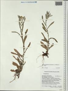 Helichrysum luteoalbum (L.) Rchb., Австралия и Океания (AUSTR) (Новая Зеландия)
