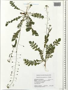 Пастушья сумка обыкновенная (L.) Medik., Крым (KRYM) (Россия)