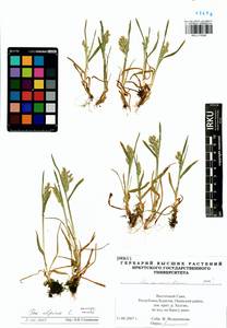 Мятлик альпийский L., Сибирь, Прибайкалье и Забайкалье (S4) (Россия)