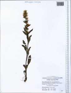 Solidago virgaurea subsp. lapponica (With.) Tzvelev, Сибирь, Западная Сибирь (S1) (Россия)