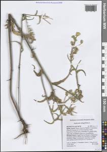 Andryala integrifolia L., Западная Европа (EUR) (Испания)