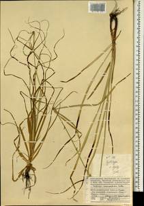 Cyperus mindorensis (Steud.) Huygh, Африка (AFR) (Сейшельские острова)