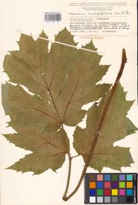 Борщевик Мантегацци Sommier & Levier, Восточная Европа, Московская область и Москва (E4a) (Россия)