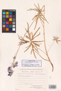 Борец железистый Rapaics, Сибирь, Чукотка и Камчатка (S7) (Россия)