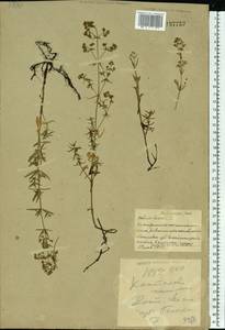 Подмаренник северный L., Восточная Европа, Белоруссия (E3a) (Белоруссия)